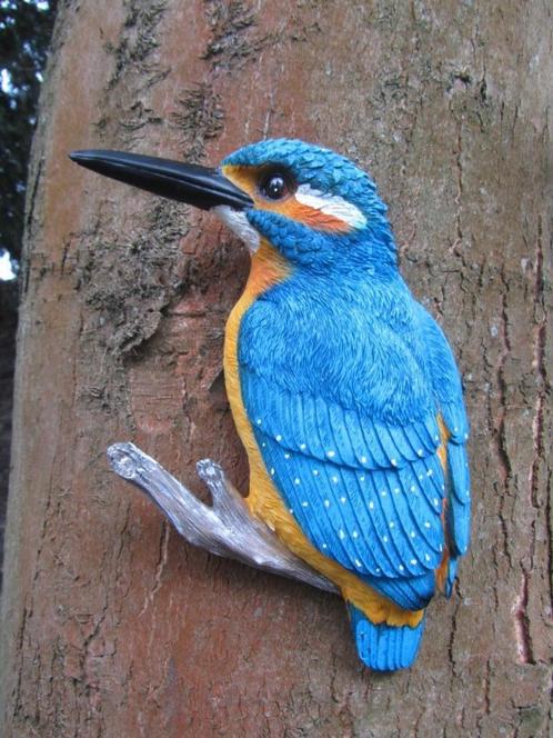 IJSVOGEL - THE BEAUTY - FARMWOOD
