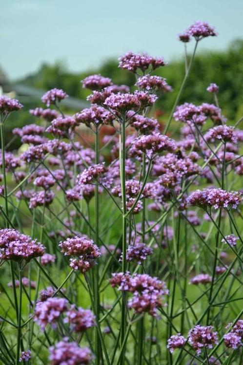 IJzerhard Verbena bonariensis Pot