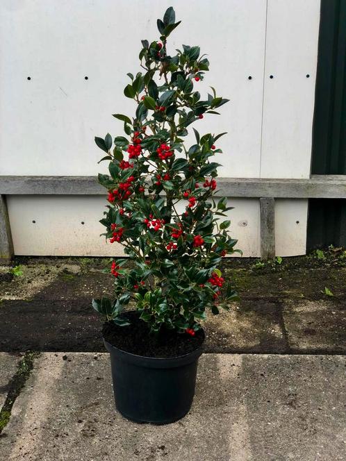 Ilex Aquafolium met bes . Kersthulst in pot .