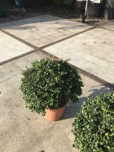 Ilex convexa bollen doorsnede 4045 in pot