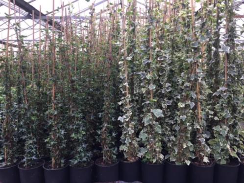 ILEX crenata 10-15 tot 40-50 cm vanaf 1,25 tot 6,00