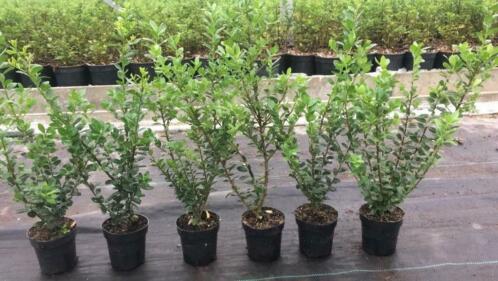 Ilex crenata 40-60 cm hoog, deze week 25 korting nu 1,70