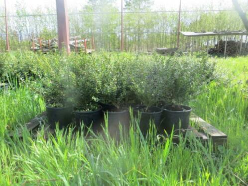 Ilex crenata buxusvervanger