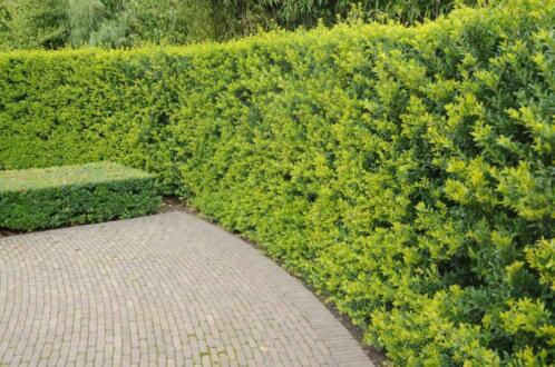 Ilex crenata Dark Green, 1,99 per pot, lonicera 0,99