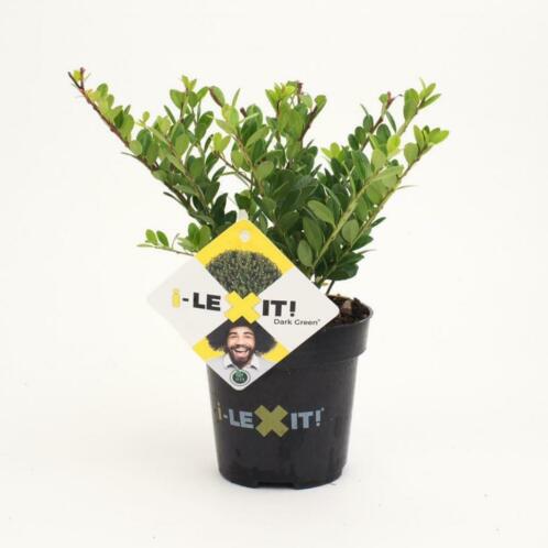 Ilex crenata Dark Green in 3 maten verkrijgbaar