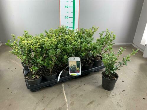 Ilex Crenata DE BUXUS VERVANGER SUPER AANBIEDING