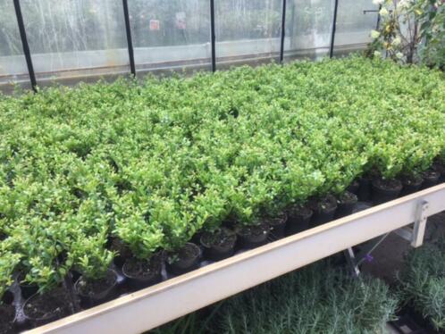 Ilex crenata top 10 , ook Dark Green, Green Hedge oa, 0,89