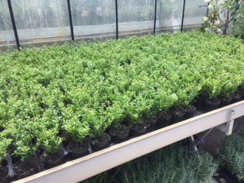Ilex crenata top 10 op voorraad vanaf 0,89 en 25-35 nu 2,-