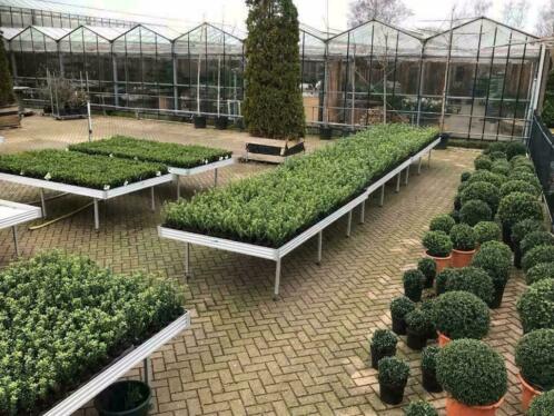 Ilex informatie . buxus vervanger al vanaf 1,49