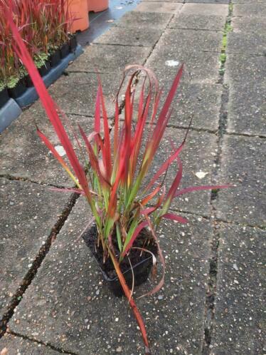 Imperata cylindrica x27Red Baronx27 P9