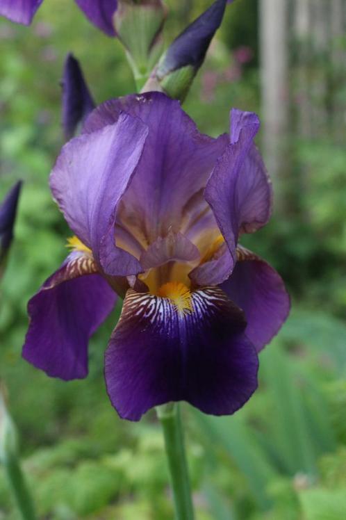 Iris Germanica (baardiris)