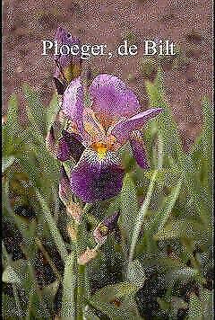 Iris germanica, blauwe duitse lis