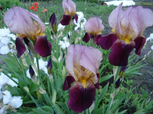 Iris Indian Chief vaste planten