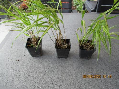 Japans Berggras (Hakonechloa macra aureola) 1.25 per stuk