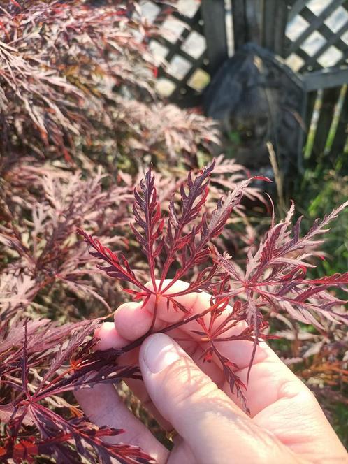 Japanse Esdoorn (Acer Palmatum ) 7 vingerig blad