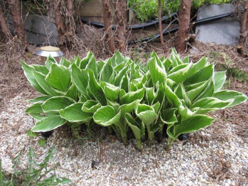 Japanse plant