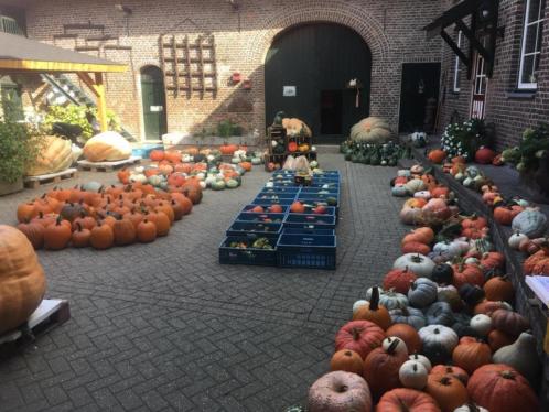 Kalebassen amp Sier-Halloween- pompoenen