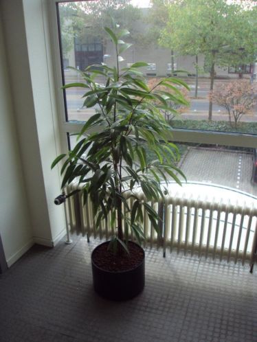kamerplanten hydroplanten