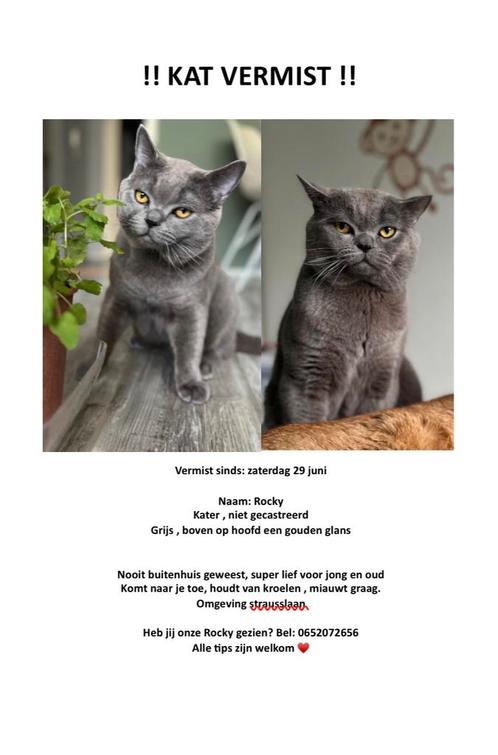  Kater vermist 