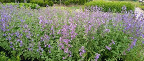 kattenkruid Nepeta Walkers Low