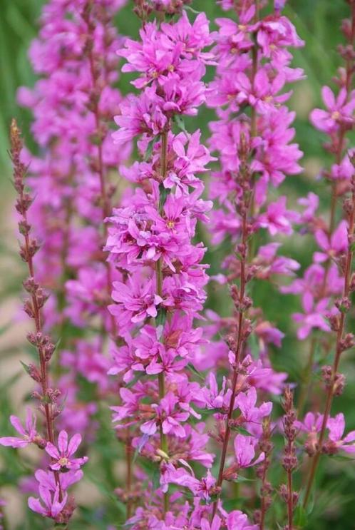 Kattenstaart Lythrum salicaria Robert Pot