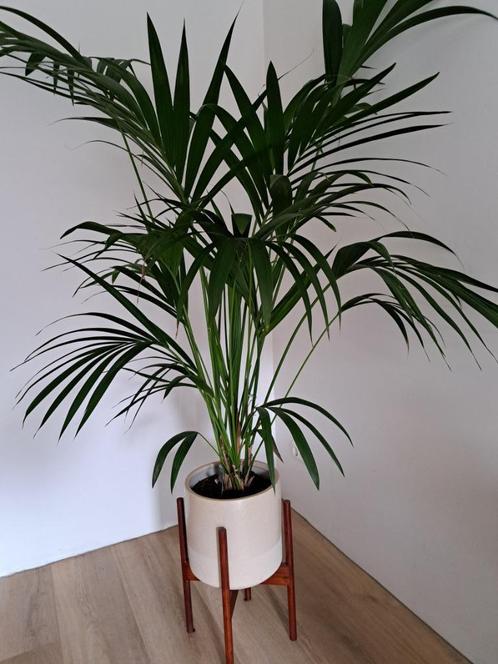 Kentia Howea Palm plant incl pot en teak houten standaard