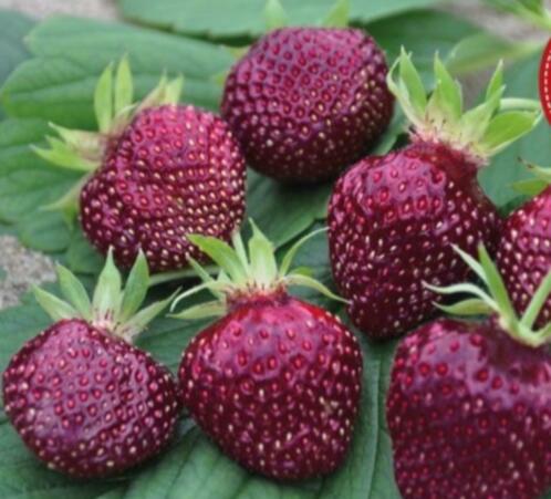 kersen aardbeien (cherry berry) zwarte aardbei stek plant