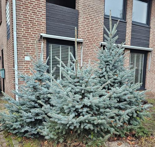 Kerstbomen - Blauwspar(Picea pungens glauca)