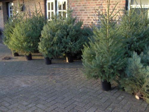 Kerstbomen in diverse soorten en maten