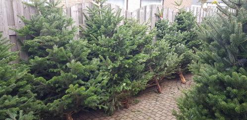 Kerstbomen voor particulieren Blauwspar en  Nordmann spar