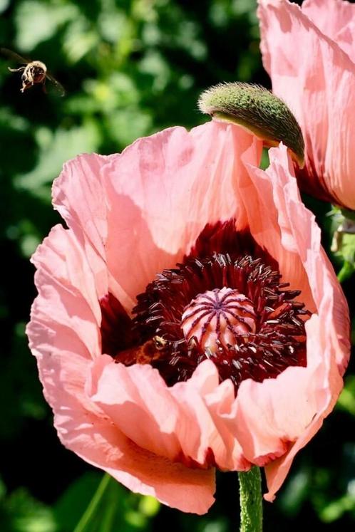 Klaproos Papaver orientale Princess Victoria Louise 5-10