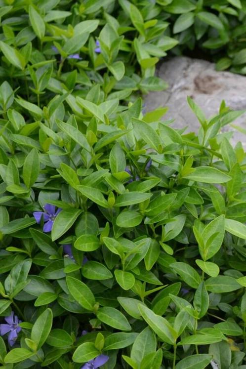 Kleinbladige maagdenpalm Vinca minor 5-10 Pot P9