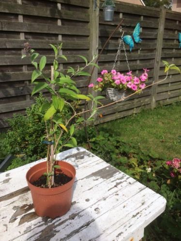 Kleine vlinderstruik  vlinder struik