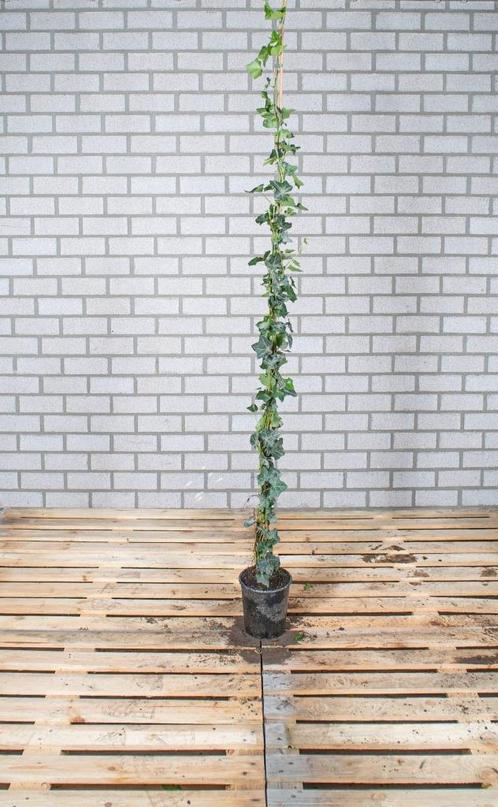 Klimop  - Hedera - Diverse maten - Laagste prijs