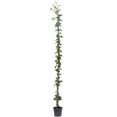 Klimop  Hedera Hibernica 175-200cm