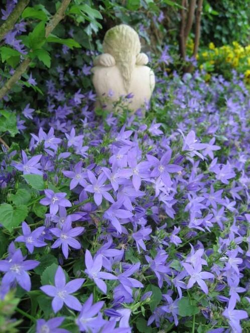 Klokjesbloem Campanula portenschlagiana Pot