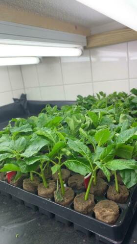 Klonen  stekken van super hete peper planten (beest vrij)