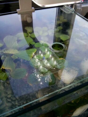 Kroos drijfplant aquarium planten