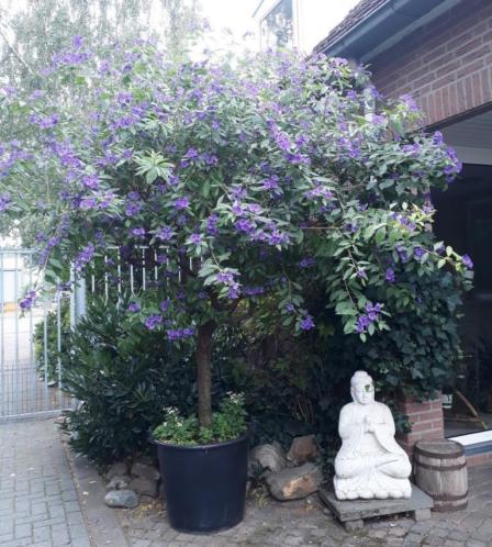 kuipplant GROTE BLAUWE SOLANUM op stam