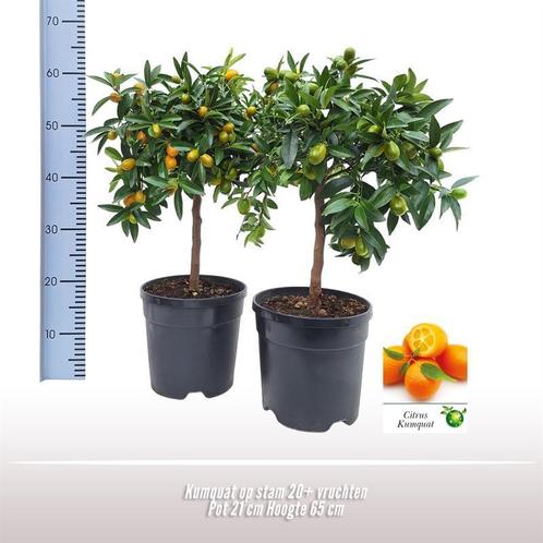Kumquat Op Stam - 21cm - 65cm