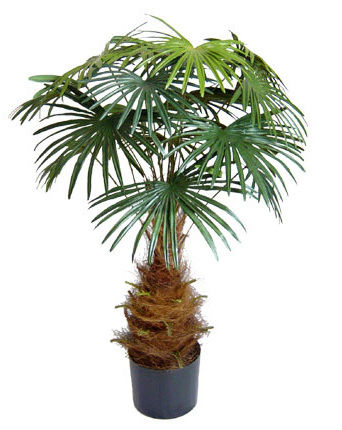 Kunstbomen, kunstpalmen, kunstplanten, kunsthagen UV safe