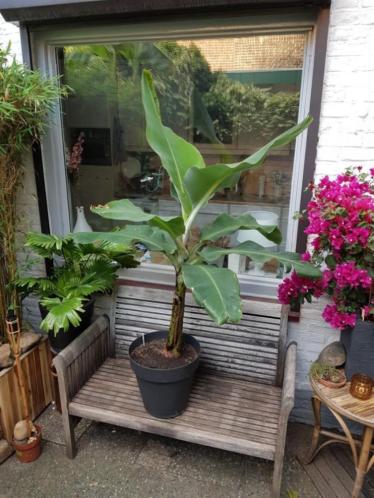 KWALITEIT Bananenplant 1,50 m (Dwarf Cavendish)