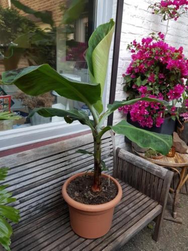 KWALITEIT Bananenplant van 1 meter (Dwarf Cavendish)