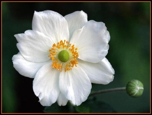 KwaliteitsPlanten.nl - ruim 2500 soorten vaste tuinplanten