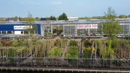kwekerij in Boskoop met div. tuinplanten voor kleine prijzen