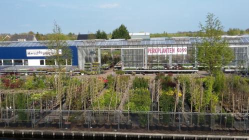 kwekerij in Boskoop met div. tuinplanten voor kleine prijzen