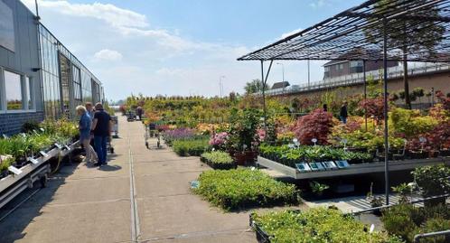 kwekerij in Boskoop met particuliere verkoop, mooie planten