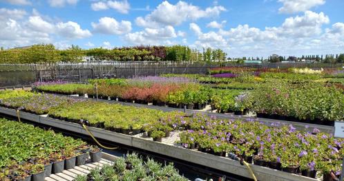 Kwekerij in Boskoop met particuliere verkoop mooie planten