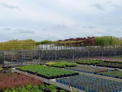 kwekerij in Boskoop met tuinplanten ook voor particulier