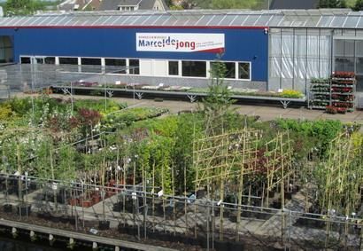 kwekerij in Boskoop met tuinplanten voor kleine prijzen